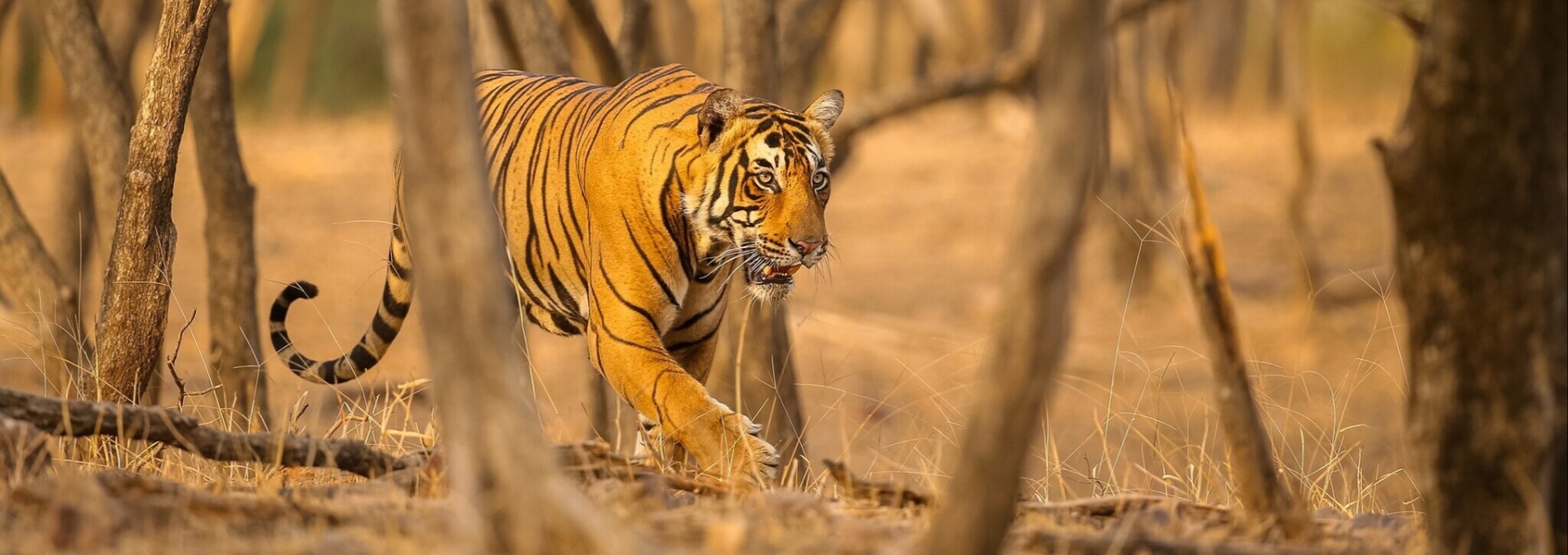 Jaipur to Ranthambore Tour